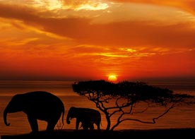 Safari en Afrique