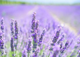 Au coeur de la Provence